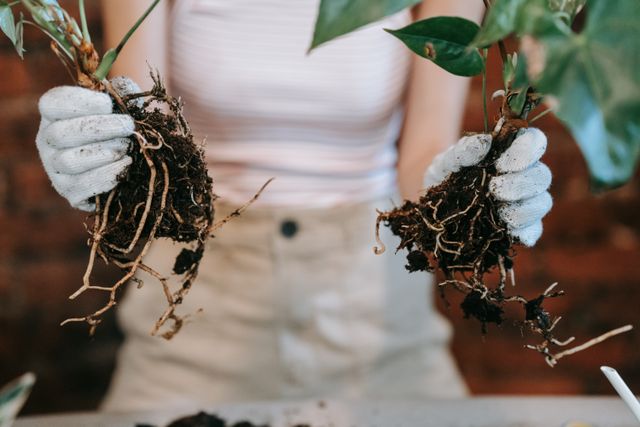 plant roots