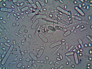 Soil microbes